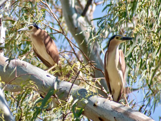 Nankeen Night-herons @ Gingham Waterhole