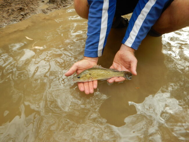 03. M.peelii (Murray cod) juvenile – Gwydir