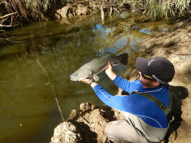 04. M.peelii – Gwydir