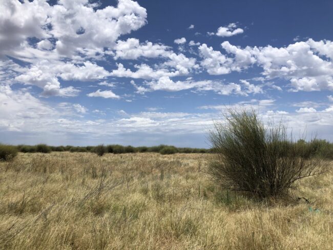 Lignum bush on chenopod