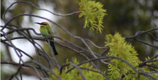 Issue 34_DSC_3545_Rainbow bee-eater Bunnor Ecolodge (edited and cropped) Rainbow-bee eater sitting among a cluster of branches, with leaves. Background of trees.