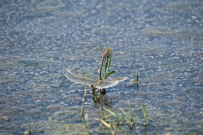 Mating Dragonflies Credit. Tamara Kermode