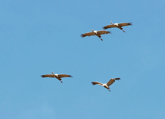 IMG_1621_Brolgas flying over shearers quarters (edited)