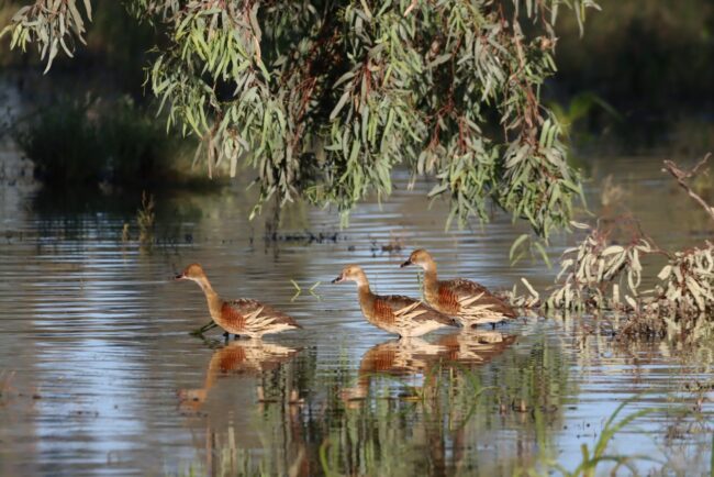 plumed-whistling ducks Toorale NP 1