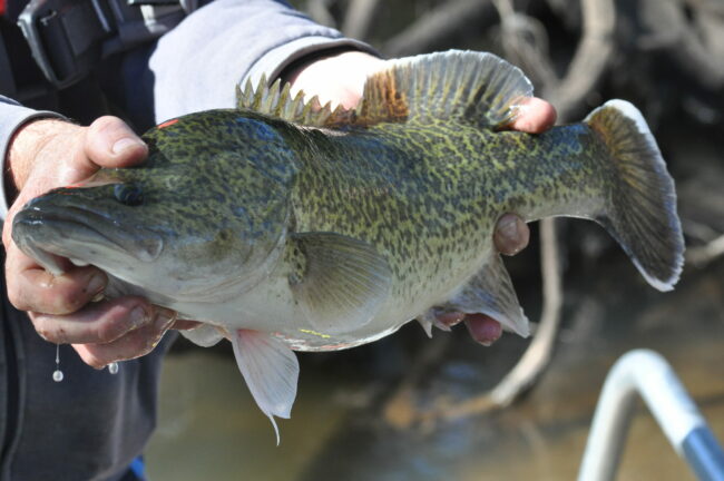GWY Murray cod_Carole Creek 2022