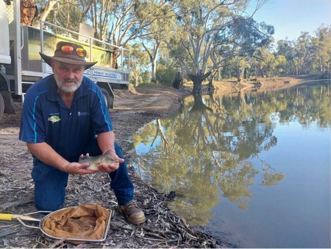 Man holding murray cod
