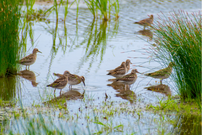 Sharp-tailed sandpiper