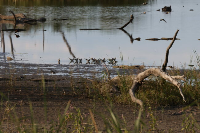 5A7A1033_Cockatiels at Bunnor Bird Hide and Lagoo