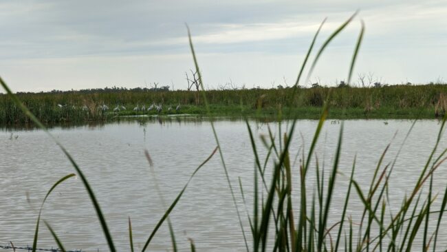 2024_02 Brolgas at Tillaloo_David Preston