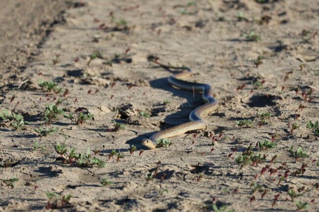 5A7A2105_Eastern Brown snake near Irrigation Quarters