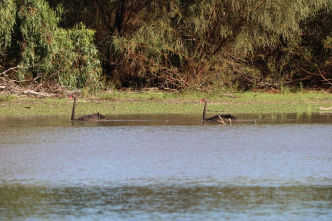 5A7A2146_Black swans on Booka Dam