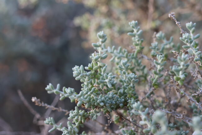 5A7A2304_ruby saltbush