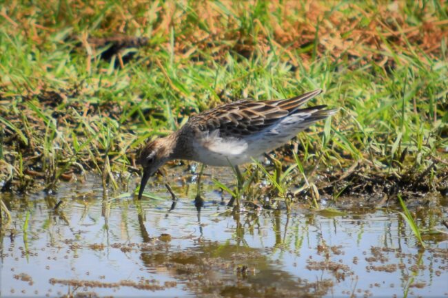 Sharp-tailed Sandpiper
