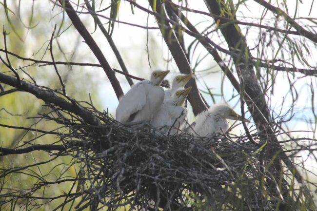 egretchicks